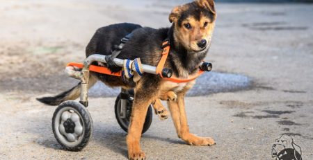 donatii caini paraplegici adapostul speranta bucuresti levantica