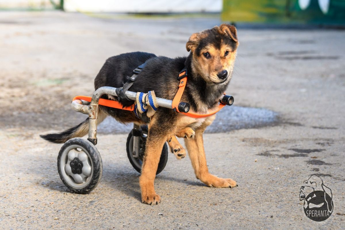 donatii caini paraplegici adapostul speranta bucuresti levantica