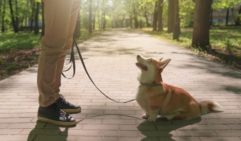 Cute,Corgi,Dog,Devotedly,Looking,At,A,Man,Holding,Its