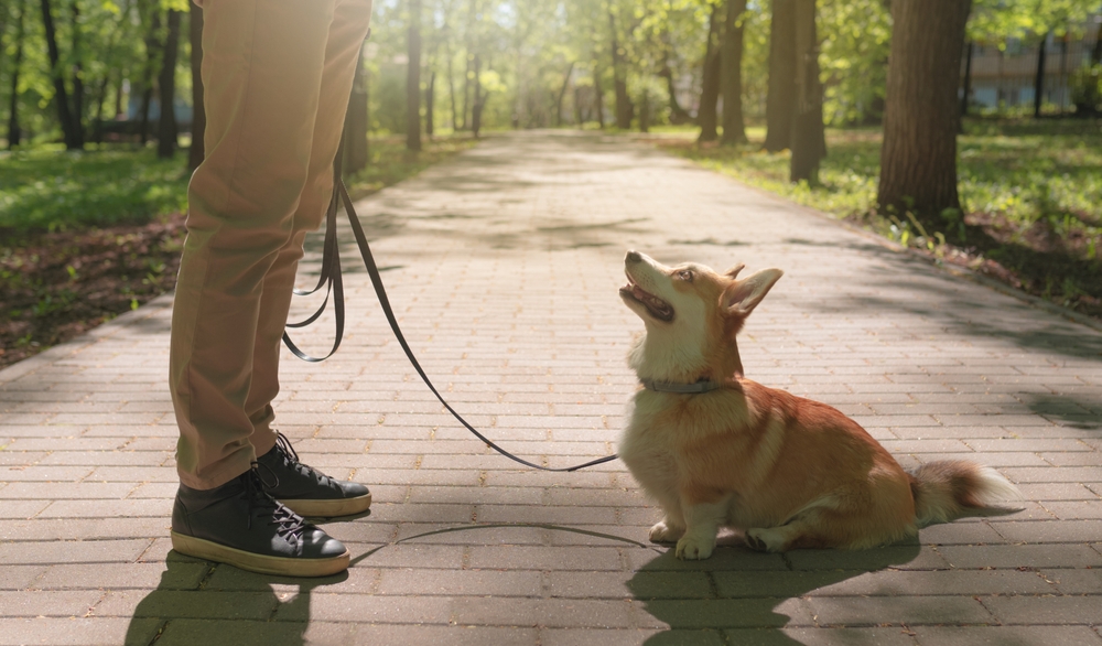 Cute,Corgi,Dog,Devotedly,Looking,At,A,Man,Holding,Its