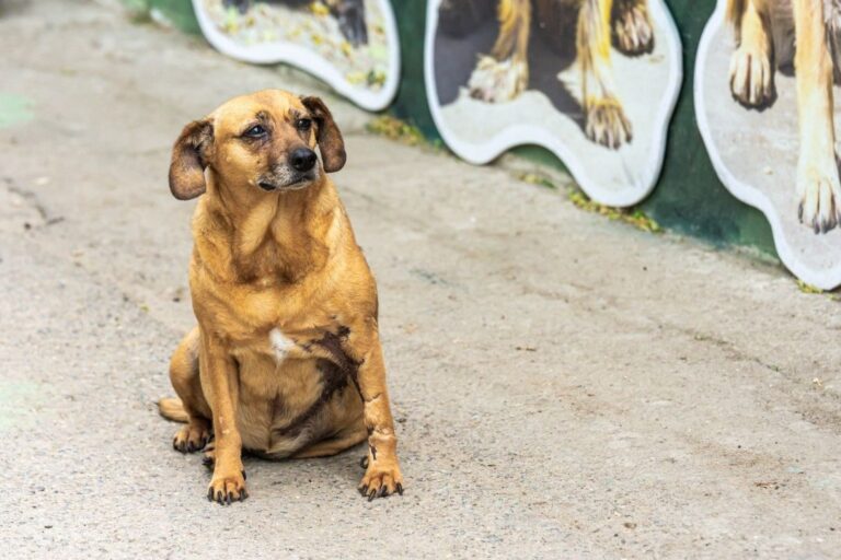 Mira-adoptii-adapostul-speranta_1280